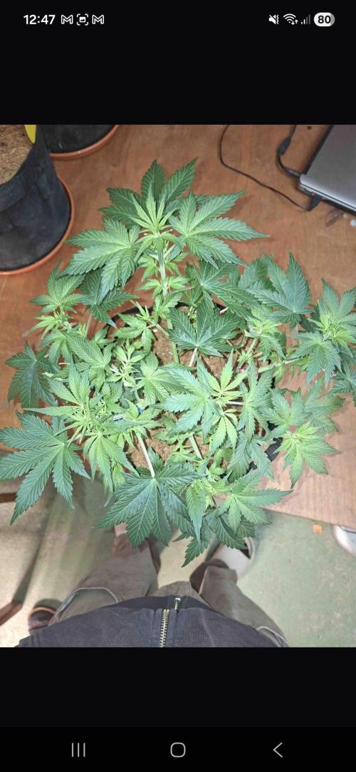 Gorilla glue #4. Week 5