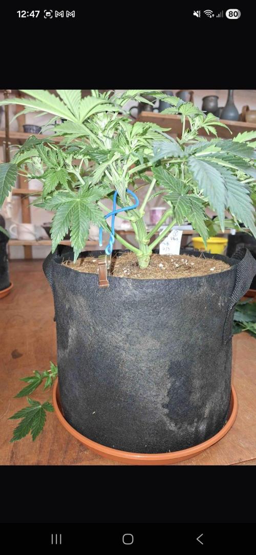 Gorilla glue #4. Week 5