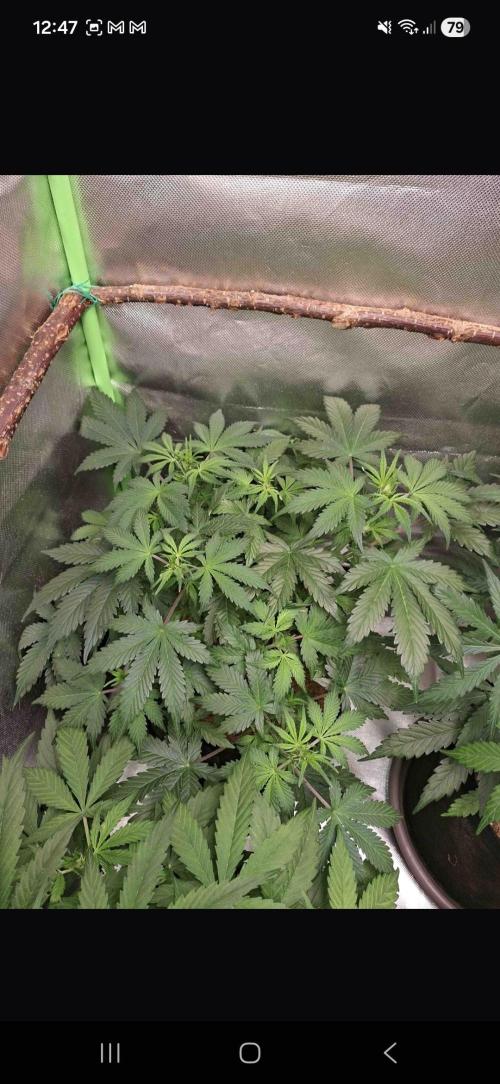 Gorilla glue #4. Week 5