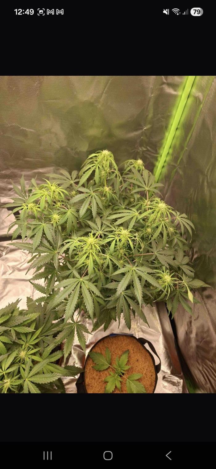 Gorilla glue #4. Week 7