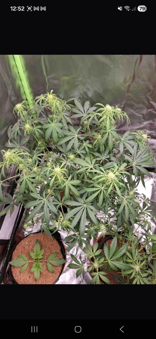 Gorilla glue #4. Week 8