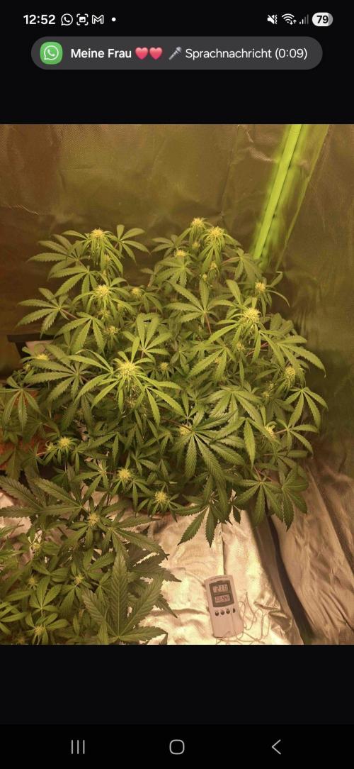 Gorilla glue #4. Week 8