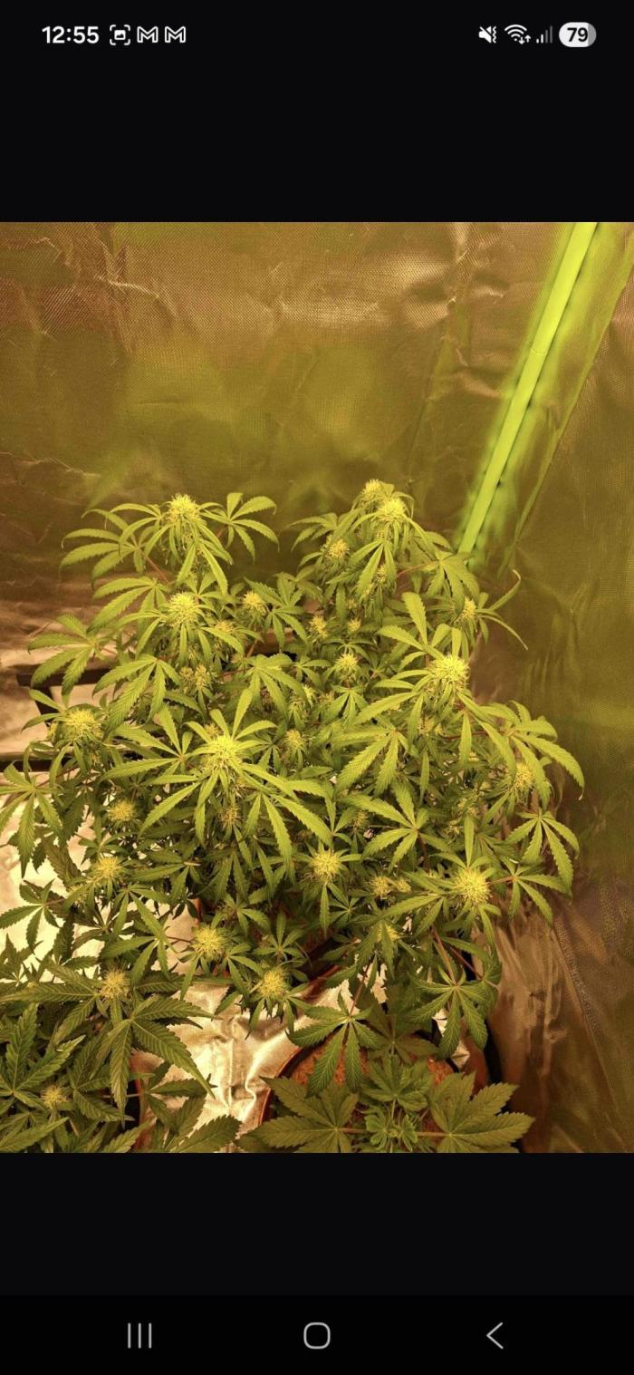 Gorilla glue #4. Week 9