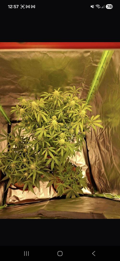 Gorilla glue #4. Week 10