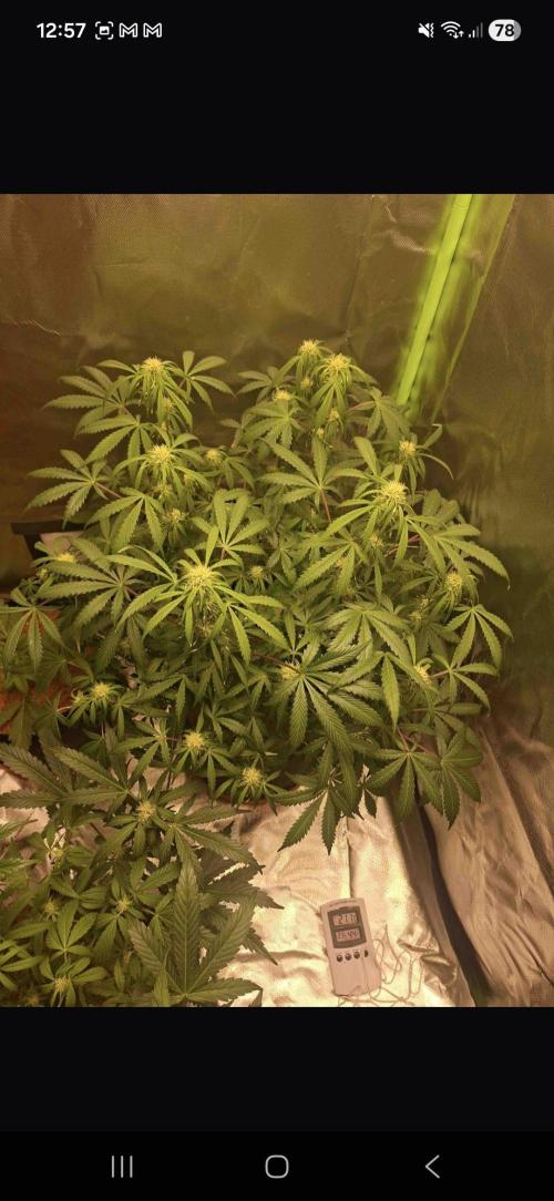 Gorilla glue #4. Week 10