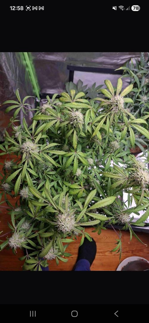 Gorilla glue #4. Week 10