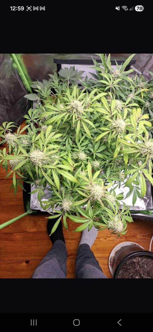 Gorilla glue #4. Week 11