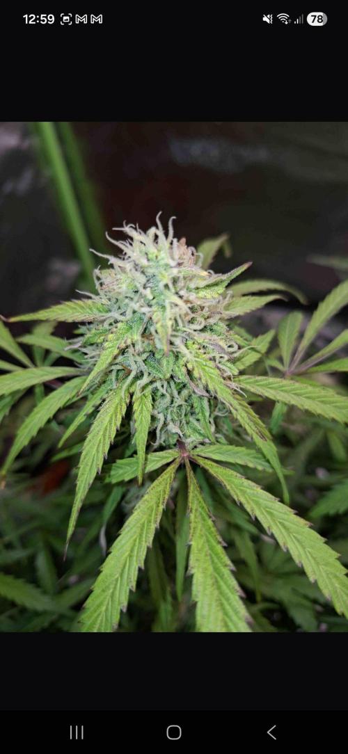 Gorilla glue #4. Week 11