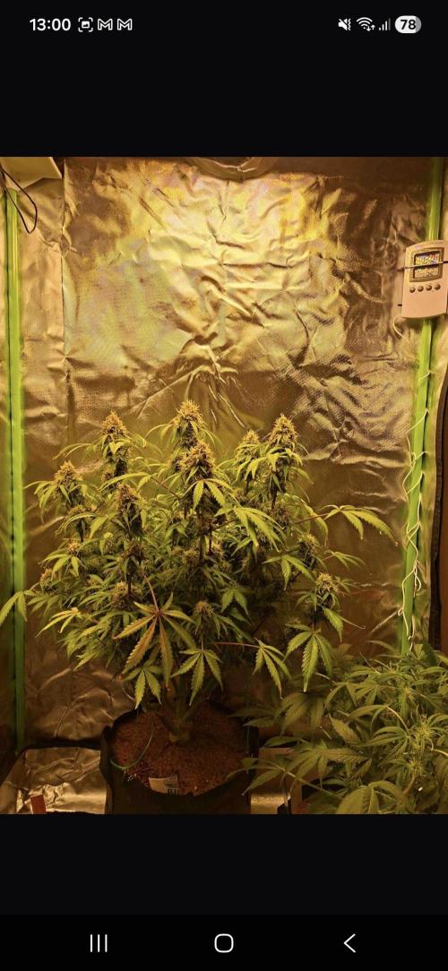 Gorilla glue #4. Week 11