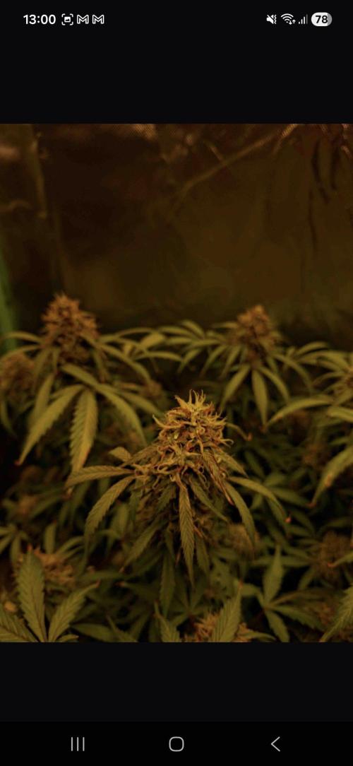 Gorilla glue #4. Week 11