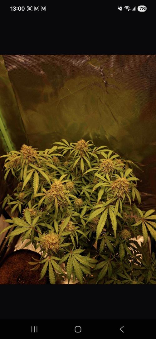 Gorilla glue #4. Week 11