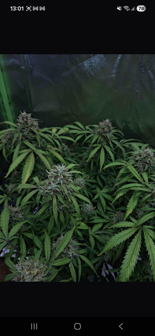 Gorilla glue #4. Week 12
