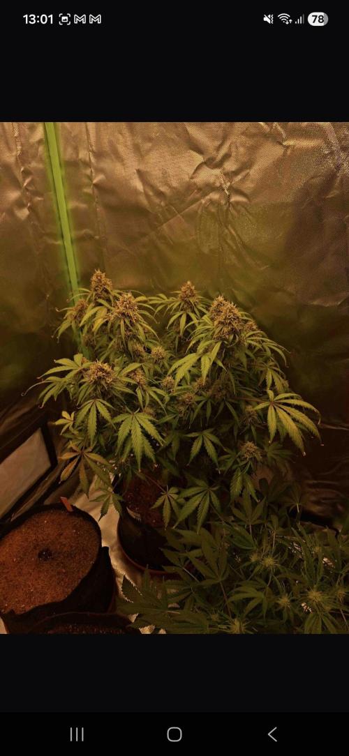 Gorilla glue #4. Week 12