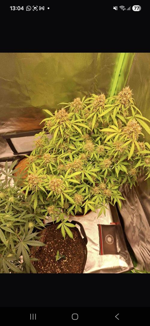 Gorilla glue #4. Week 13
