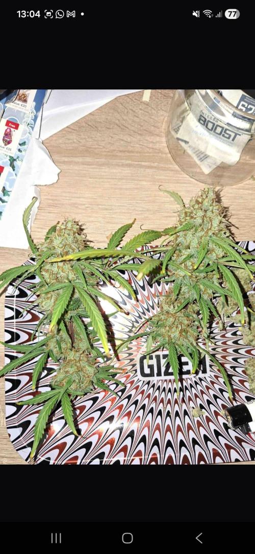 Gorilla glue #4. Week 13