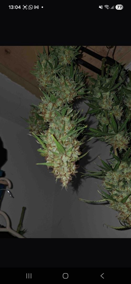 Gorilla glue #4. Week 13