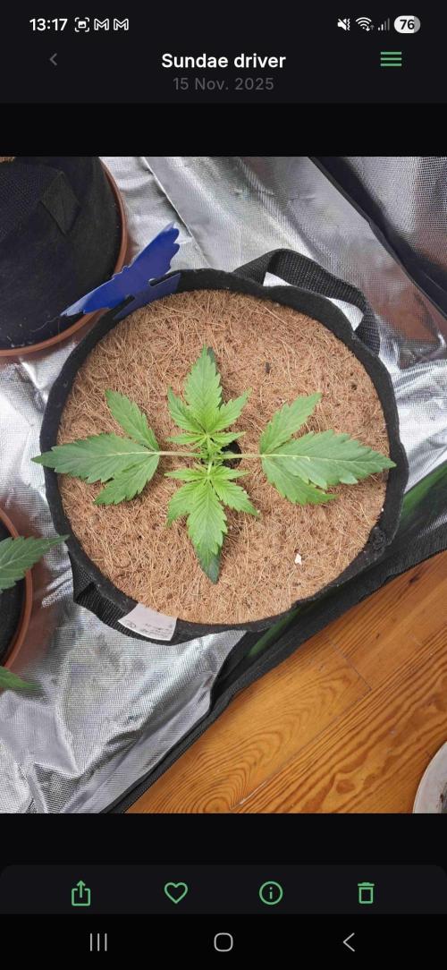 Sundae driver. Week 2