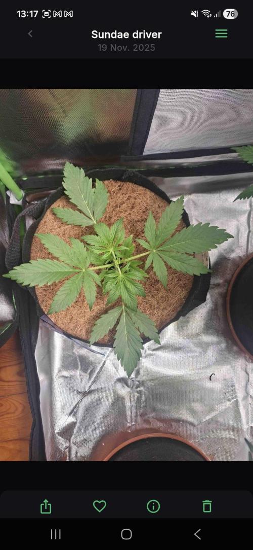 Sundae driver. Week 2