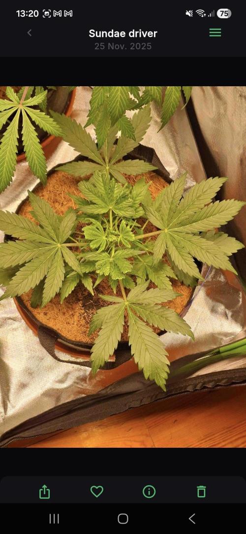 Sundae driver. Week 3