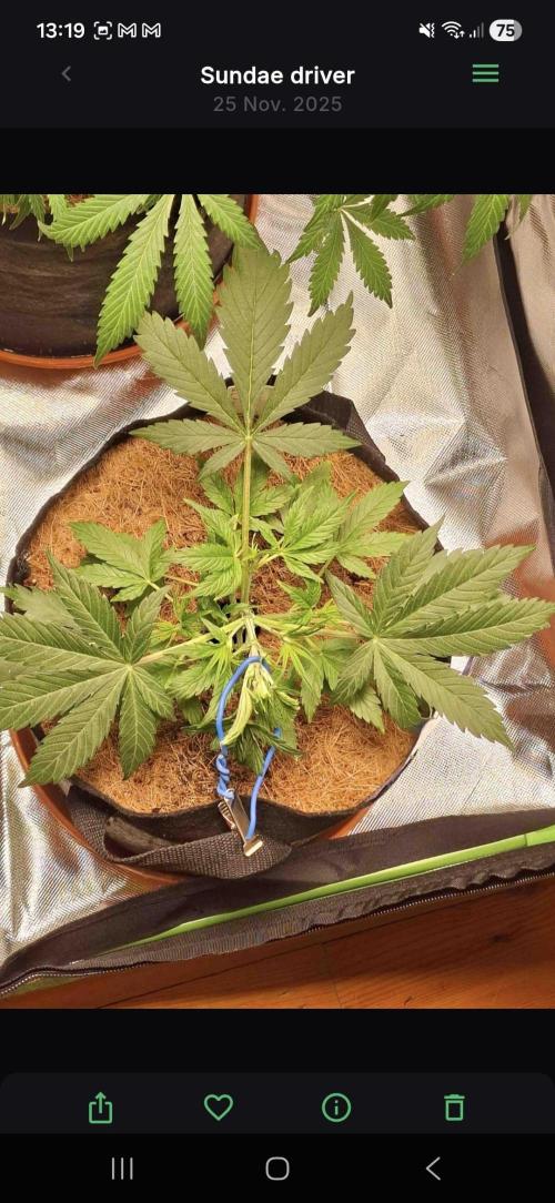 Sundae driver. Week 3