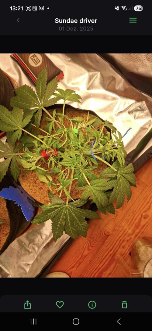Sundae driver. Week 4