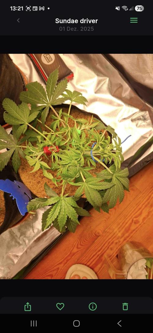 Sundae driver. Week 4