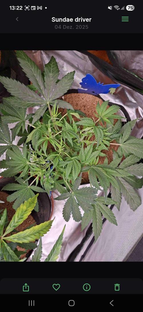 Sundae driver. Week 5