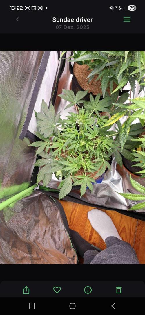 Sundae Driver Automatic. Week 5