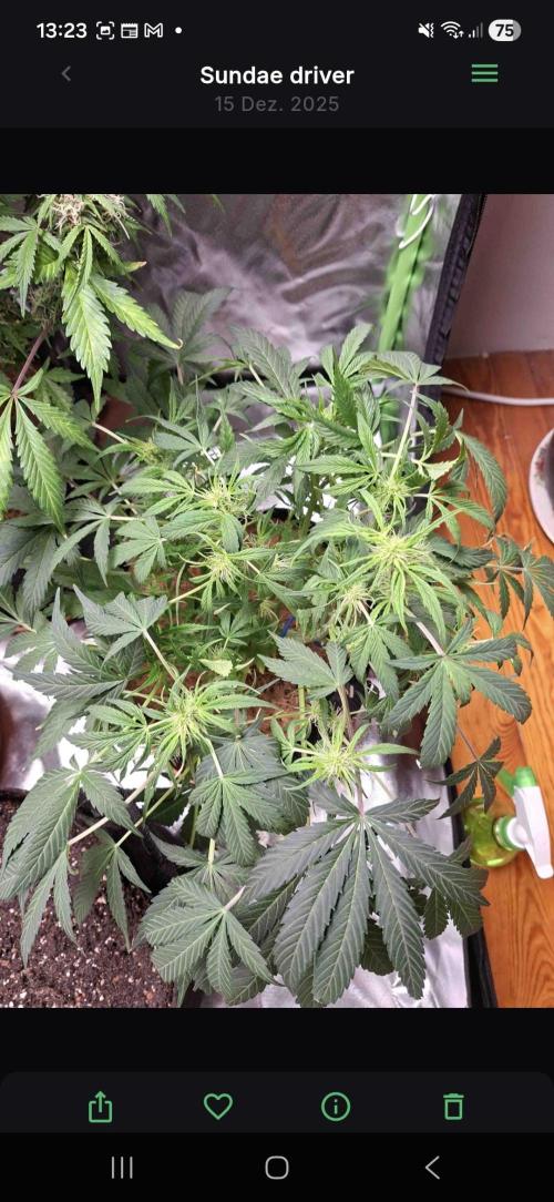 Sundae driver. Week 6