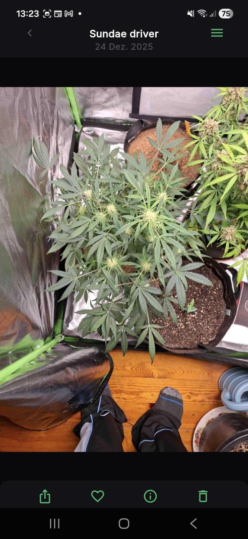 Sundae Driver Automatic. Week 6