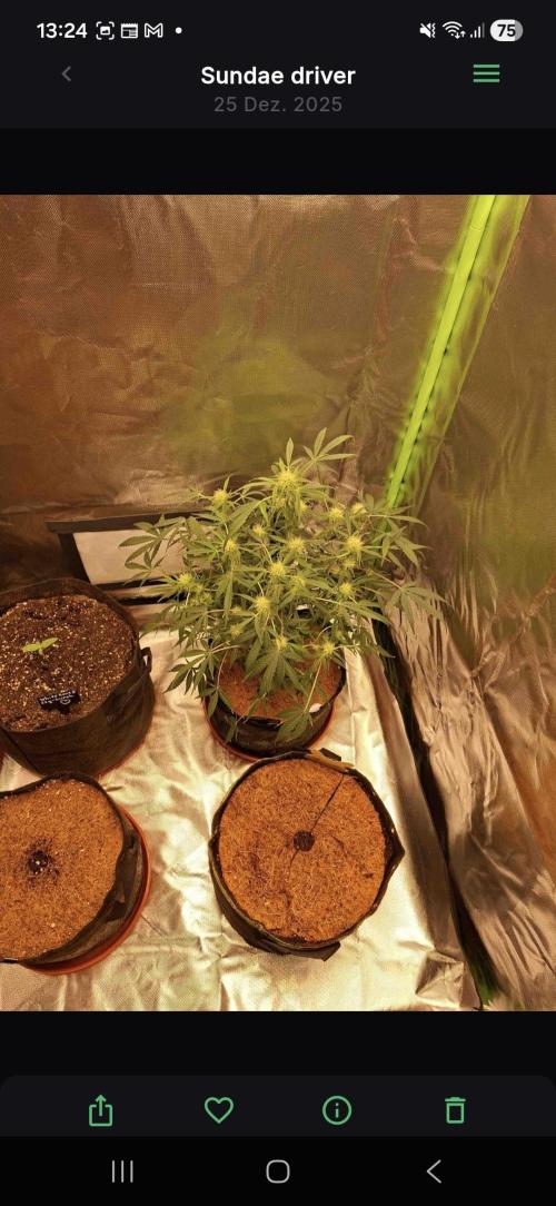 Sundae driver. Week 7