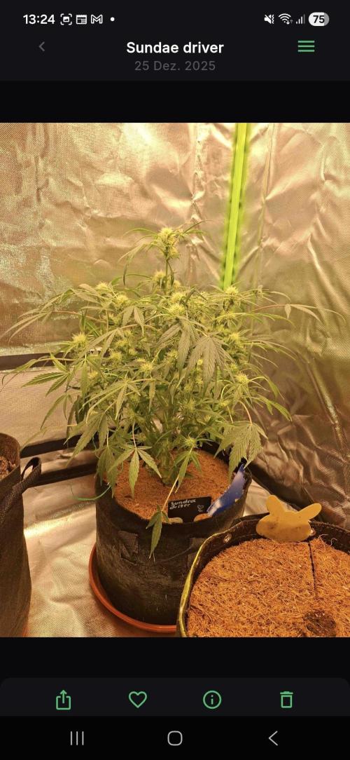 Sundae driver. Week 7