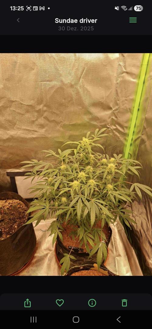 Sundae Driver Automatic. Week 7