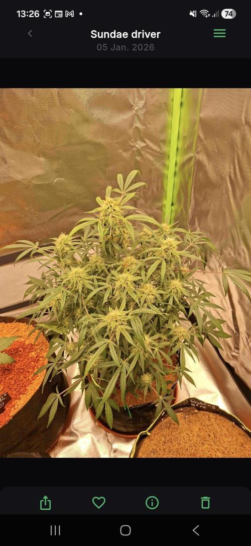 Sundae driver. Week 8