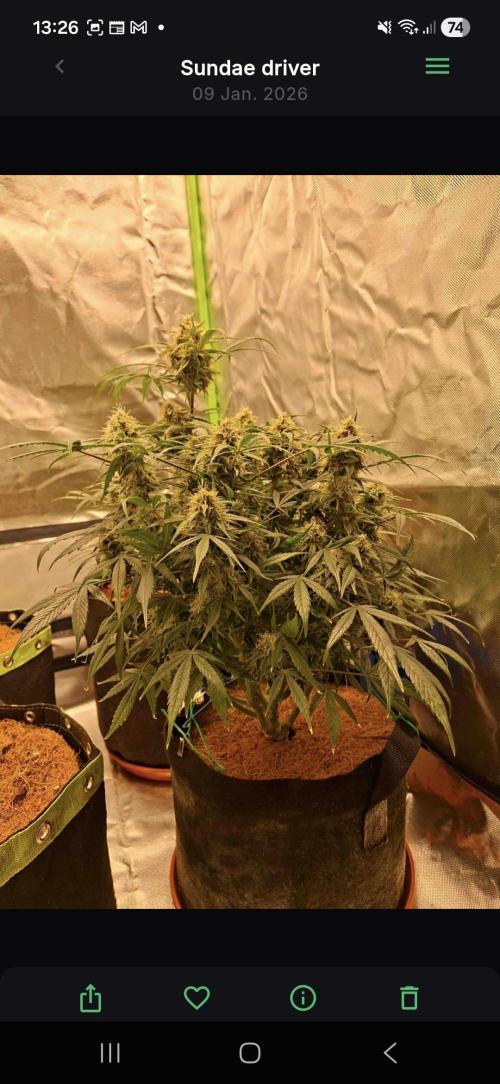 Sundae driver. Week 8