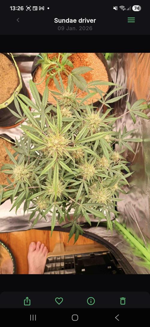 Sundae Driver Automatic. Week 8