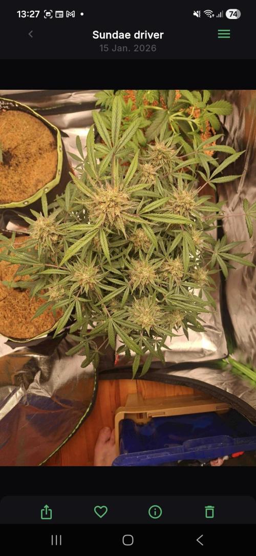 Sundae driver. Week 9 - Day 79 