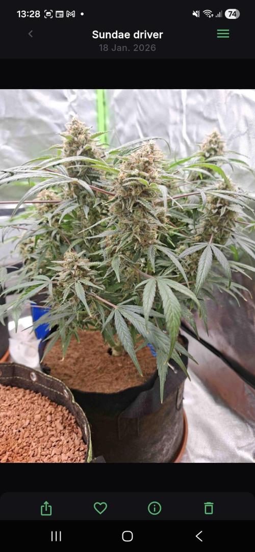 Sundae driver. Week 9