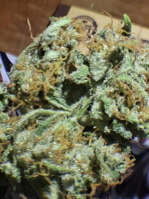 White runtz. Week 8