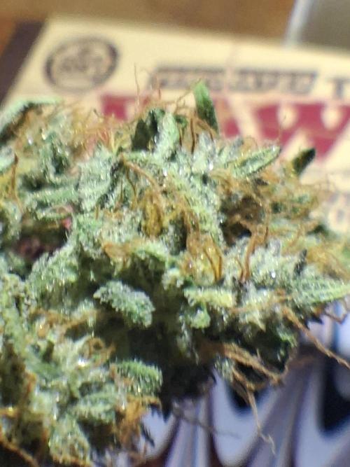 White runtz. Week 8