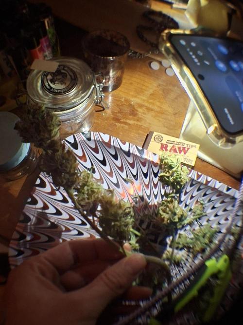 White runtz. Week 8