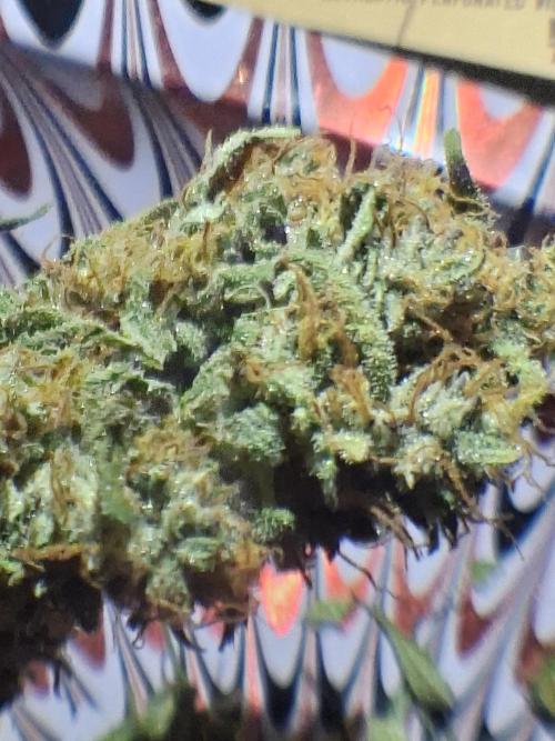 White runtz. Week 8