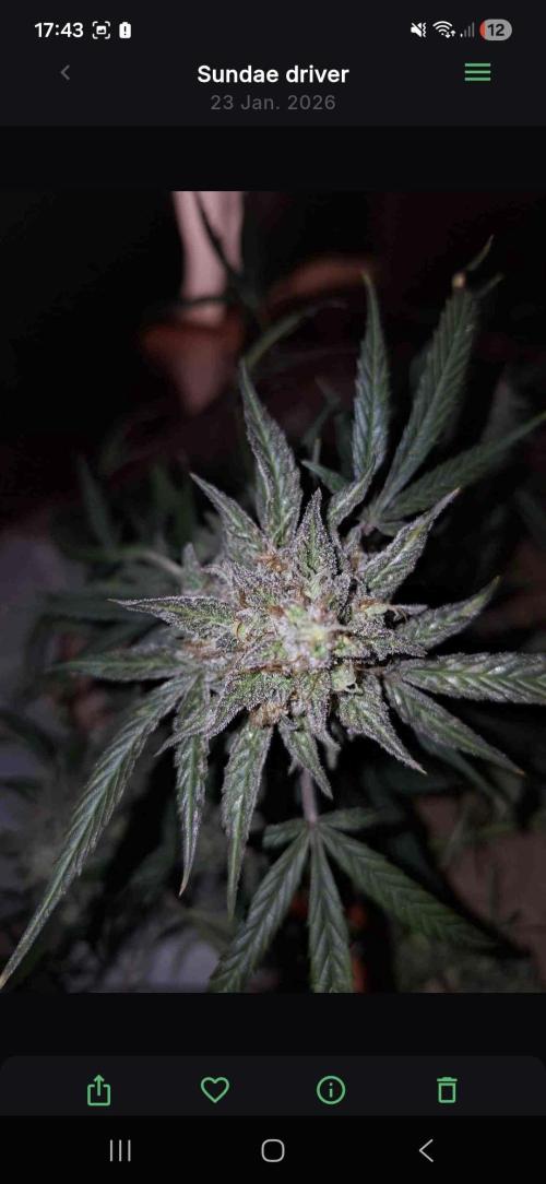 Sundae driver. Week 10