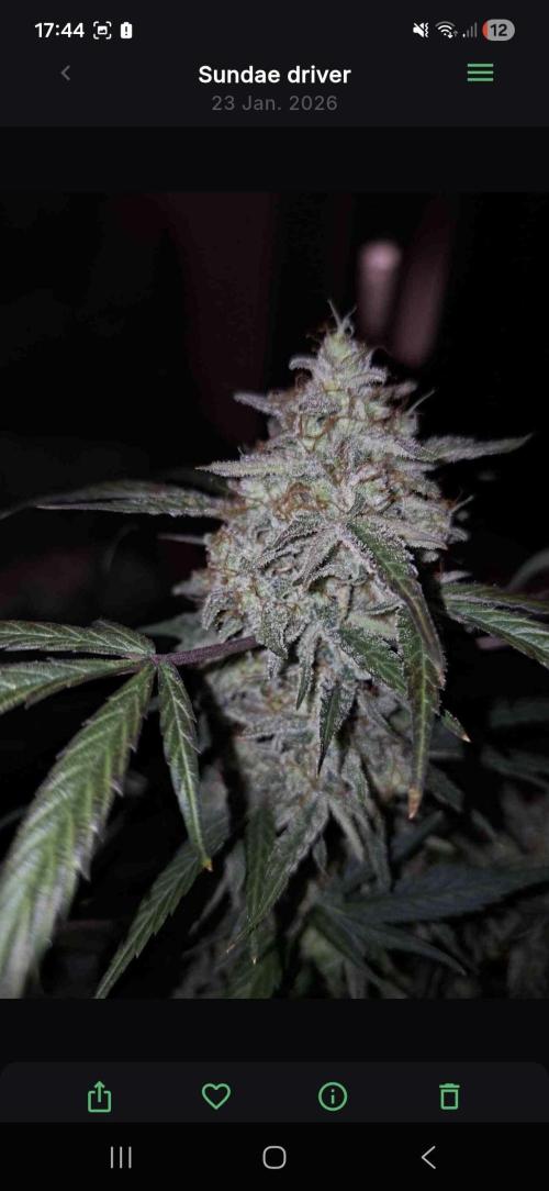 Sundae driver. Week 10
