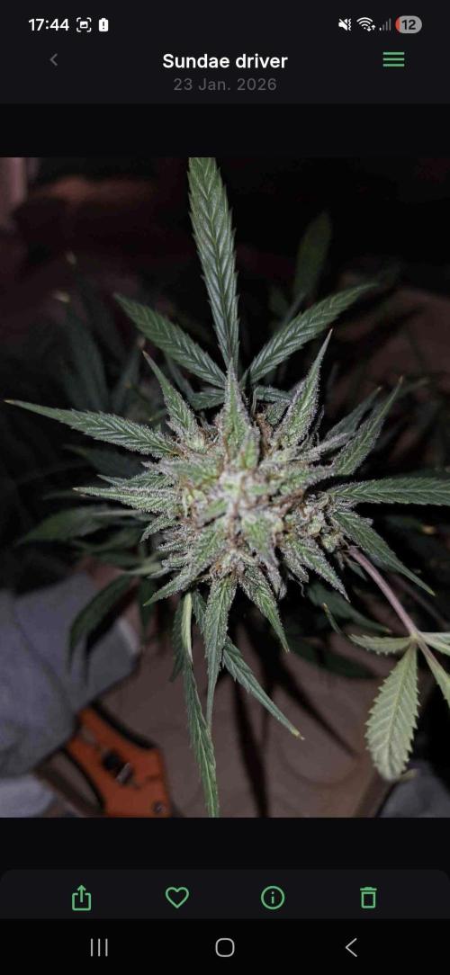 Sundae driver. Week 10