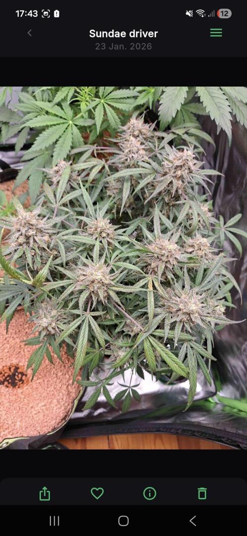 Sundae driver. Week 10