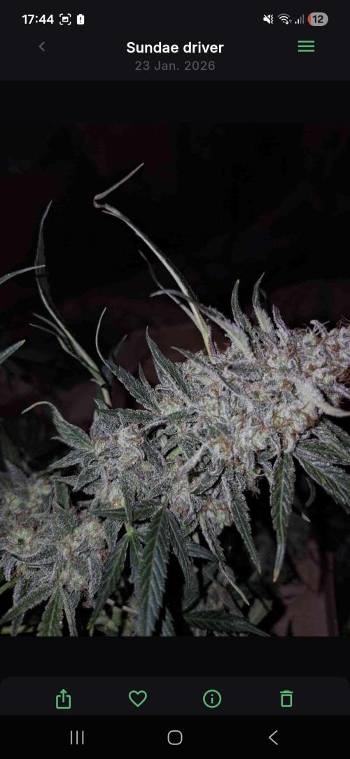Sundae driver. Week 10