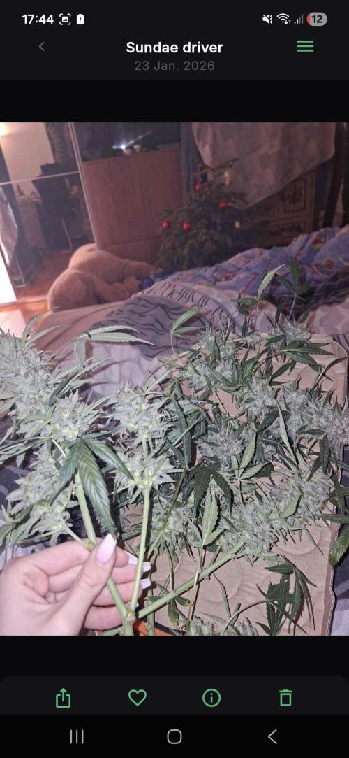 Sundae driver. Week 10