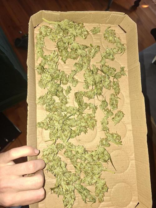 White runtz. Week 8