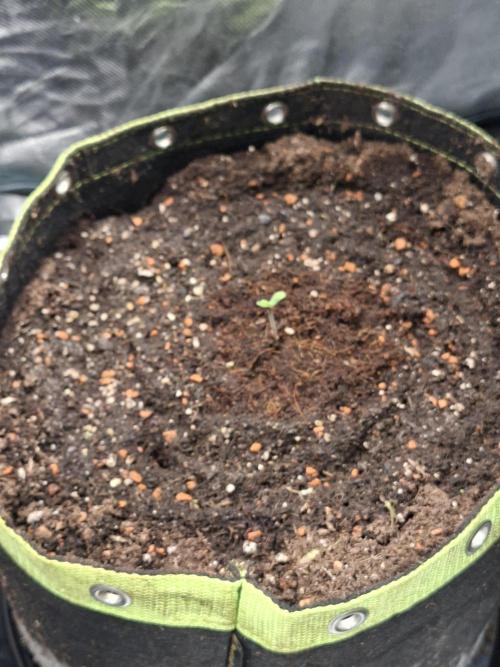 The auto Runtz. Week 0